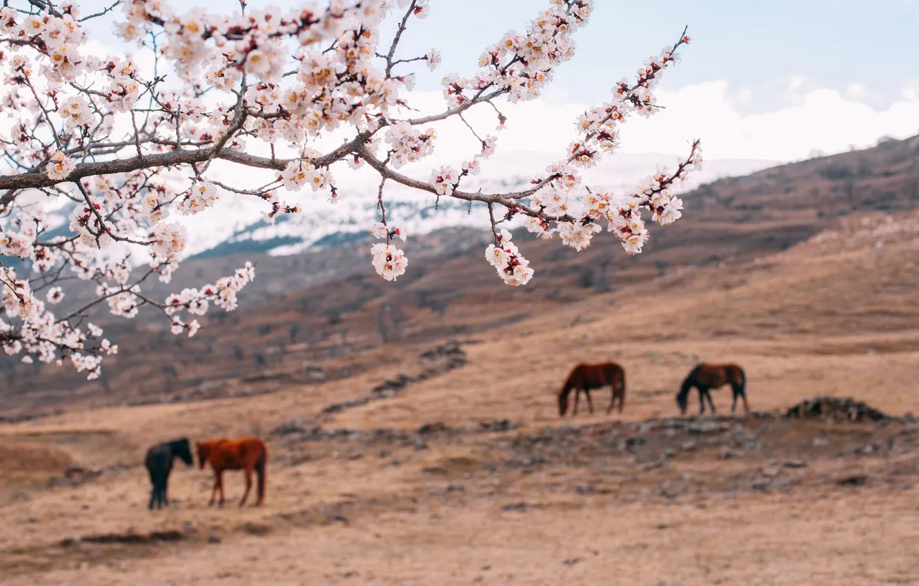 Фото обои поле, пейзаж, цветы, природа, кони