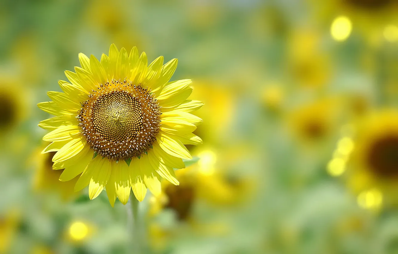 Фото обои Bokeh, Sunflower, Helianthus