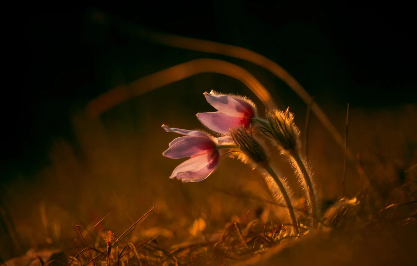 Фото обои цветы, природа, весна, сон трава