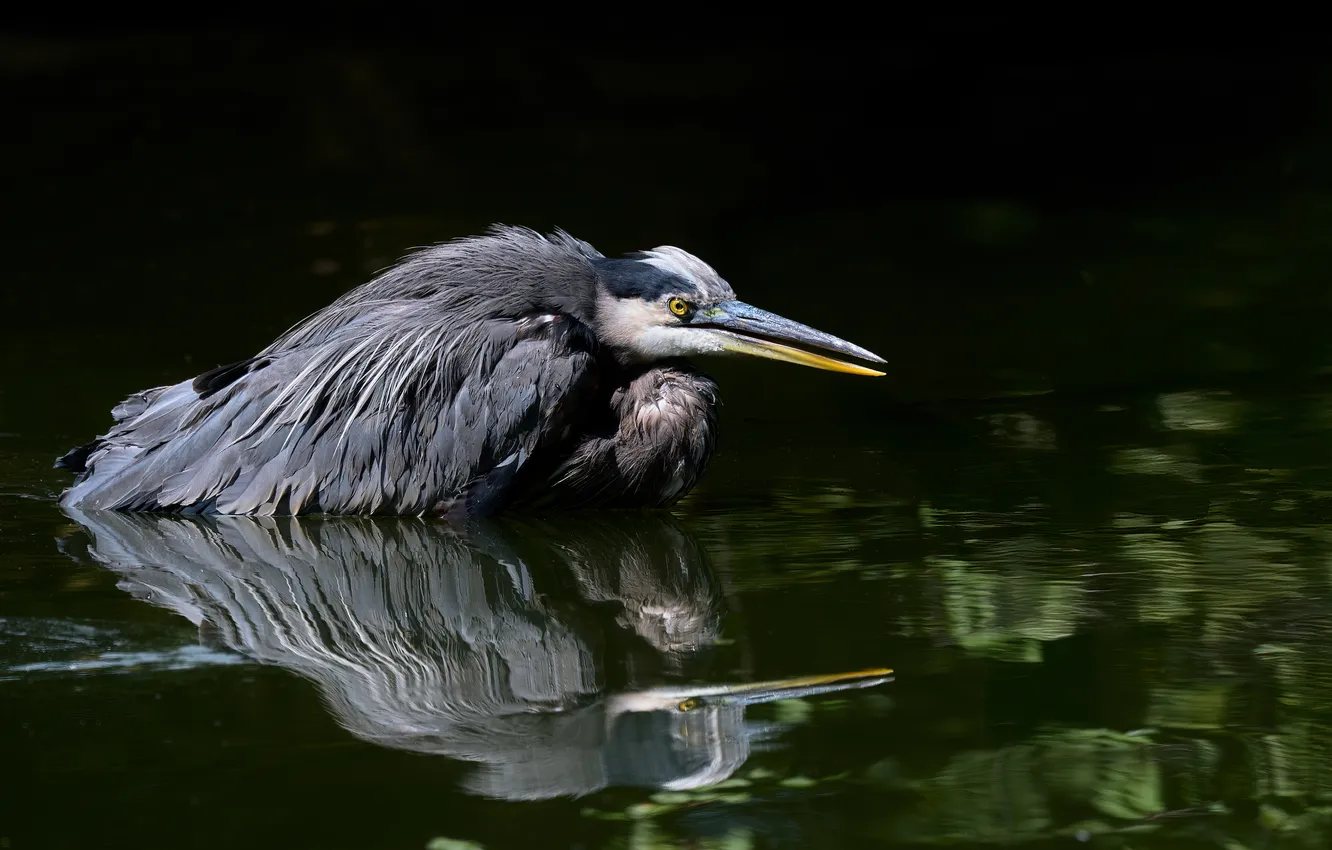 Фото обои bird, feathers, swamp