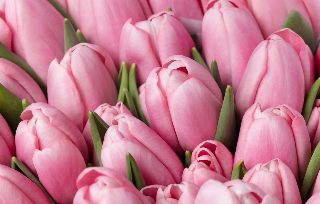 Фото обои макро, цветы, букет, весна, тюльпаны, розовые, бутоны