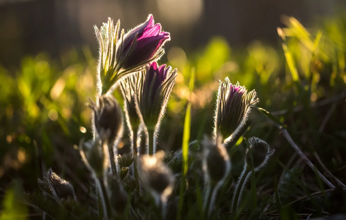 Фото обои весна, сон-трава, анемон
