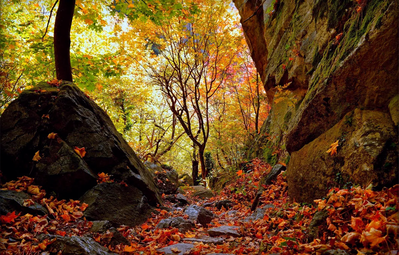 Фото обои Осень, Лес, Fall, Листва, Autumn, Forest, Leaves