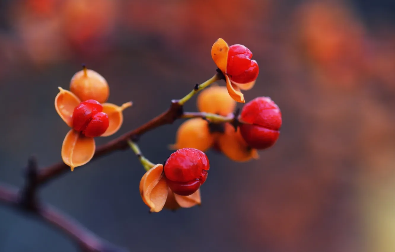 Фото обои осень, макро, природа, ягоды