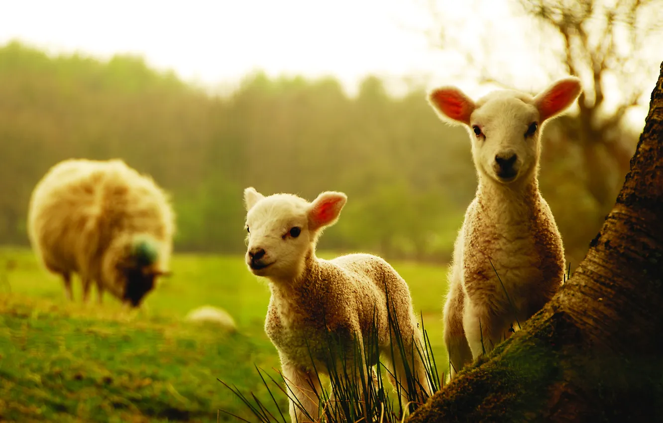 Фото обои овцы, овечки, овечка, овца