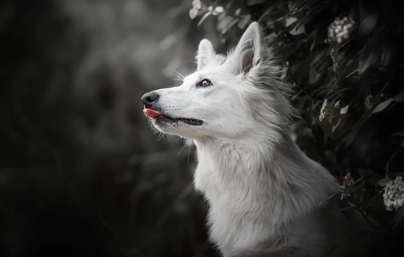 Фото обои морда, фон, собака, профиль, Белая Швейцарская овчарка
