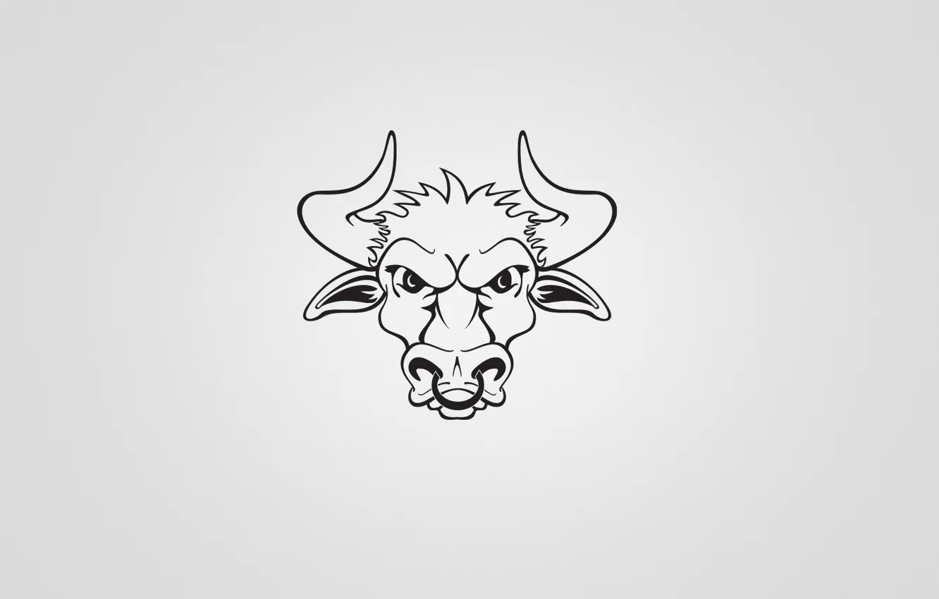 Фото обои минимализм, рога, бык, bull