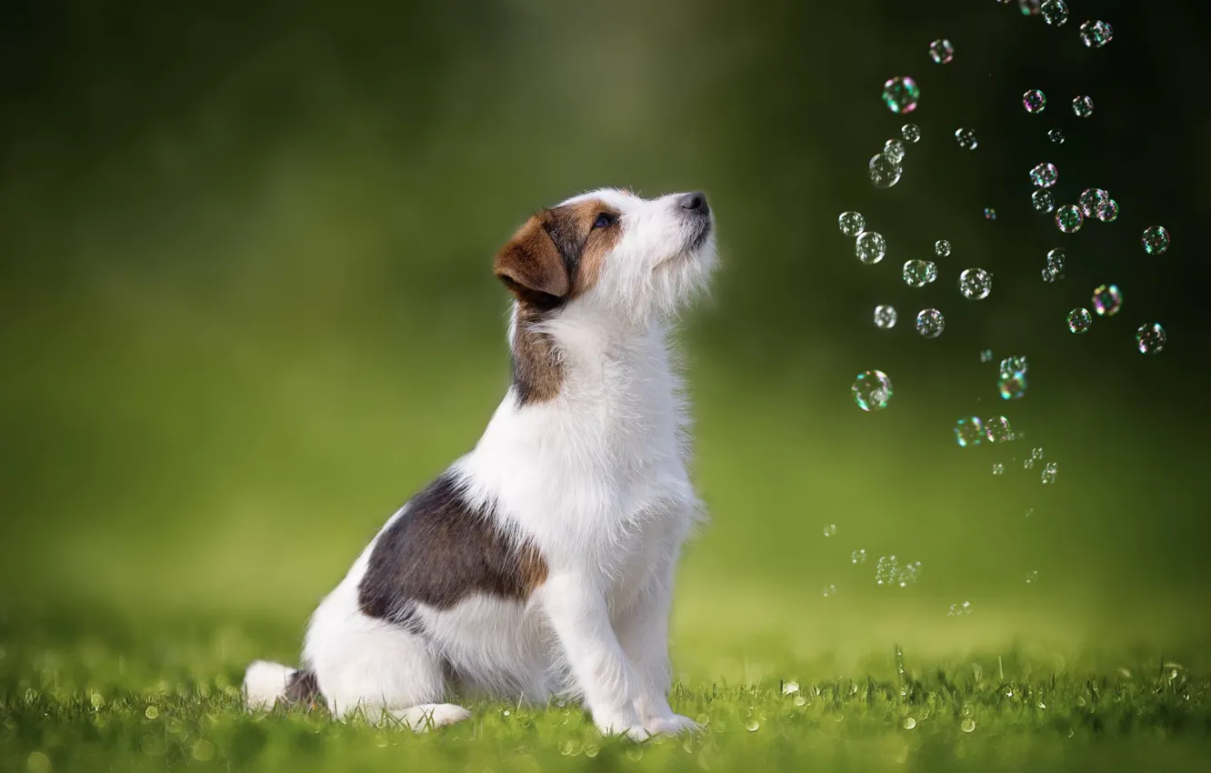 Фото обои собака, мыльные пузыри, Джек-рассел-терьер