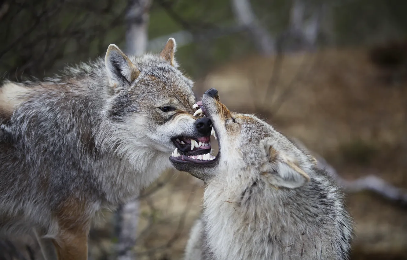 Фото обои Норвегия, Евразийские (европейские, обыкновенные) волки (Canis lupus lupus), раздражение, острастка