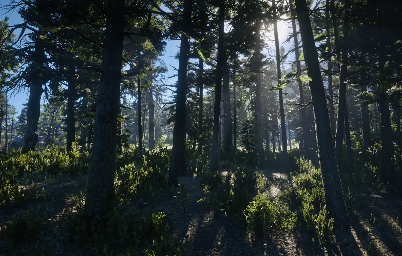 Фото обои HDR, Wood, Game, Trees, Sunlight, UHD, Red Dead Redemption 2, Xbox One X