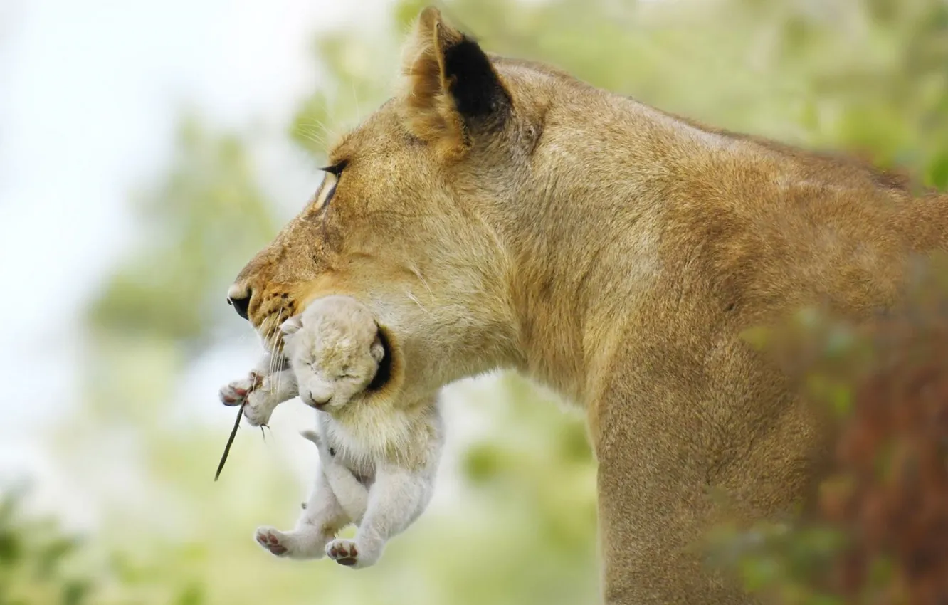 Фото обои nature, Lion, animal, situation, wildlife, big cat, mother, depth of field