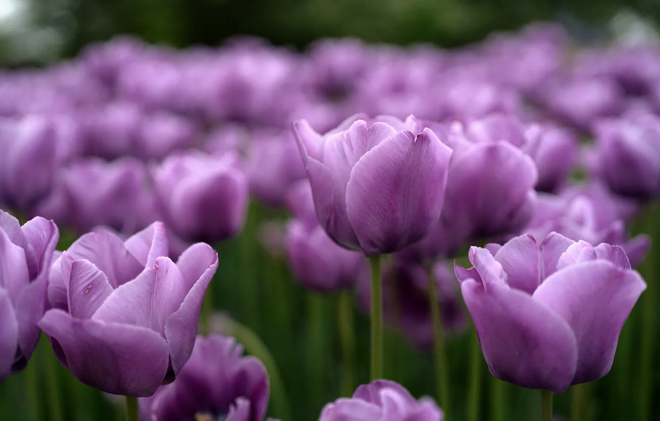 Фото обои фиолетовые, тюльпаны, бутоны, сиреневые