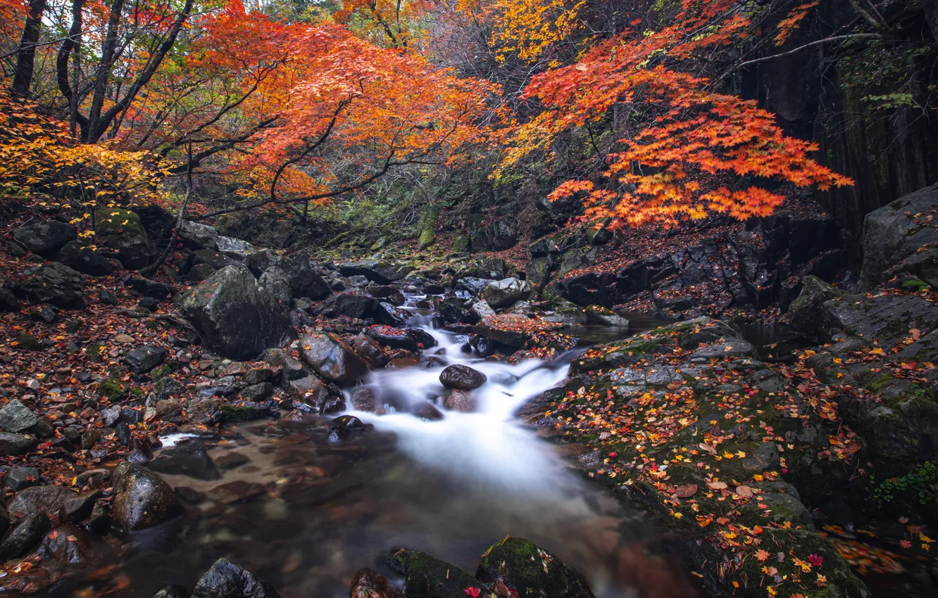 Фото обои осень, лес, ручей, камни, берег, листва, водопад, речка
