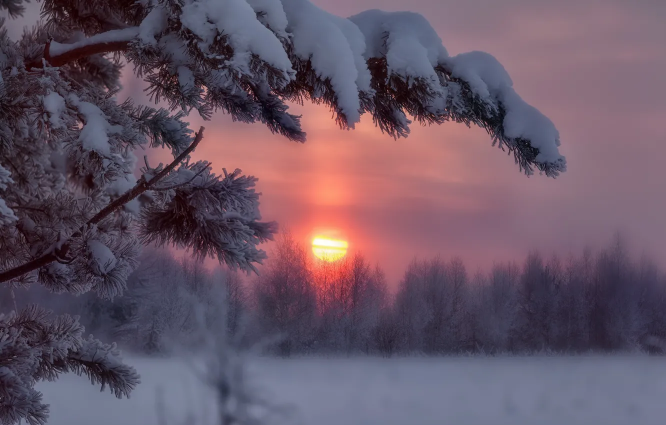 Фото обои зима, снег, деревья, закат, ветки, изморозь, Алексей Никитин