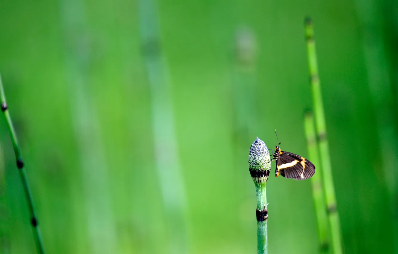 Фото обои трава, фон, бабочка