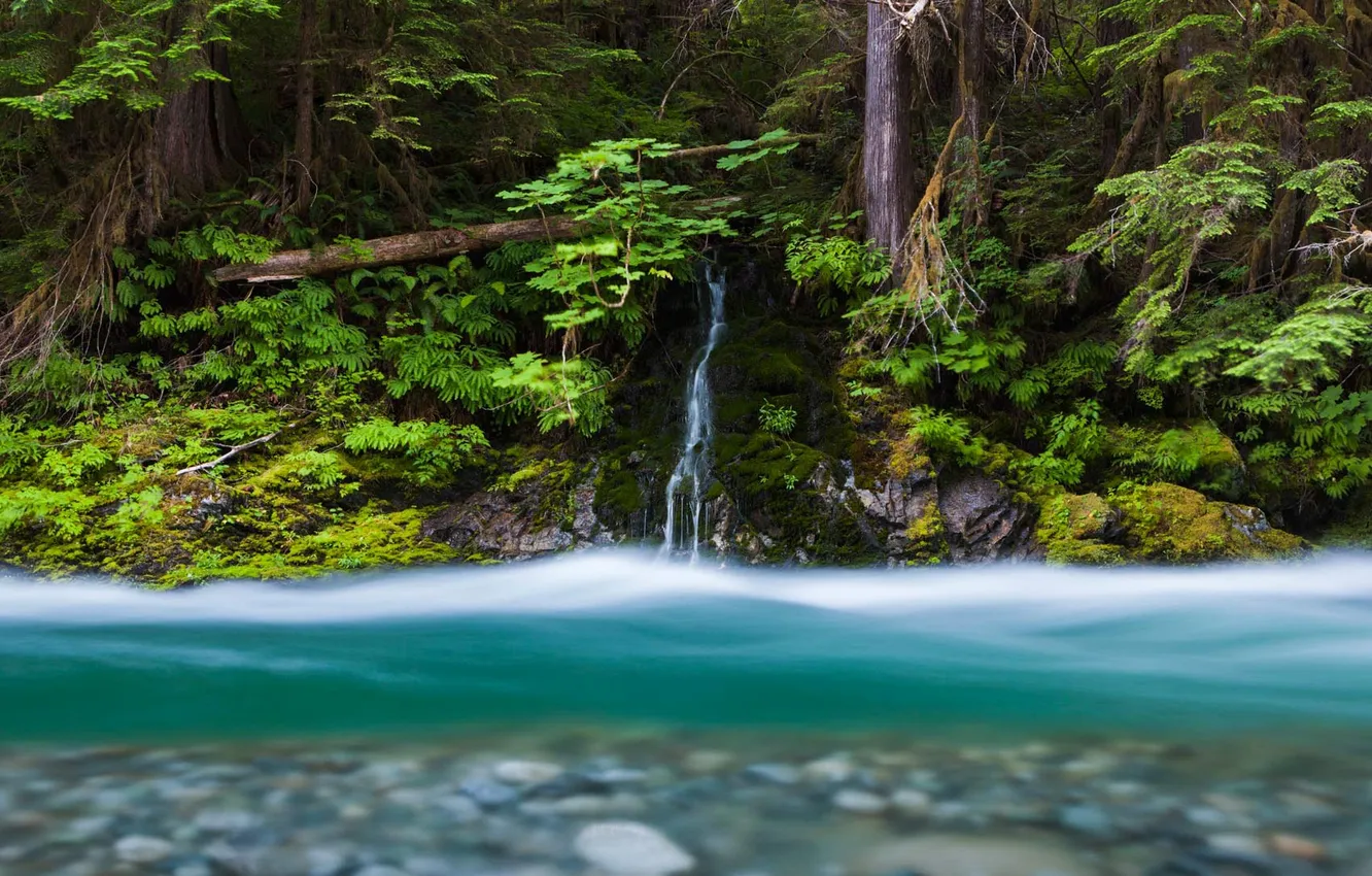 Фото обои лес, река, ручей, водопад, США, штат Вашингтон, Mount Baker-Snoqualmie National Forest, Bacon Creek