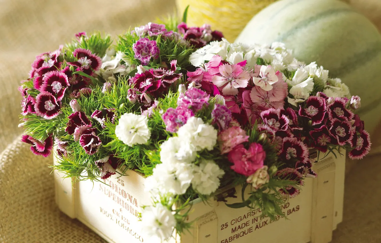 Фото обои цветы, коробка, букет, разноцветные, гвоздика