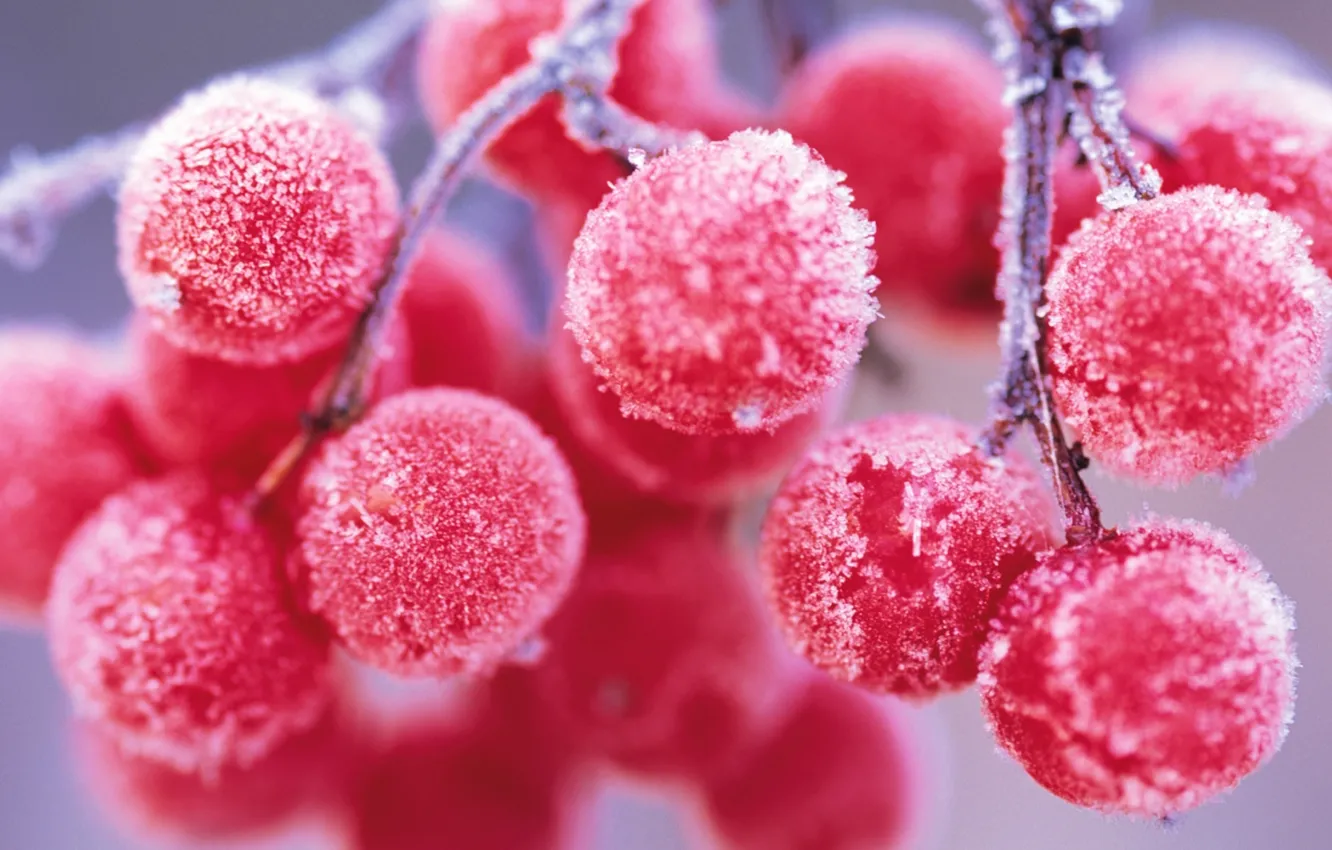 Фото обои иней, мороз, калина.ягоды