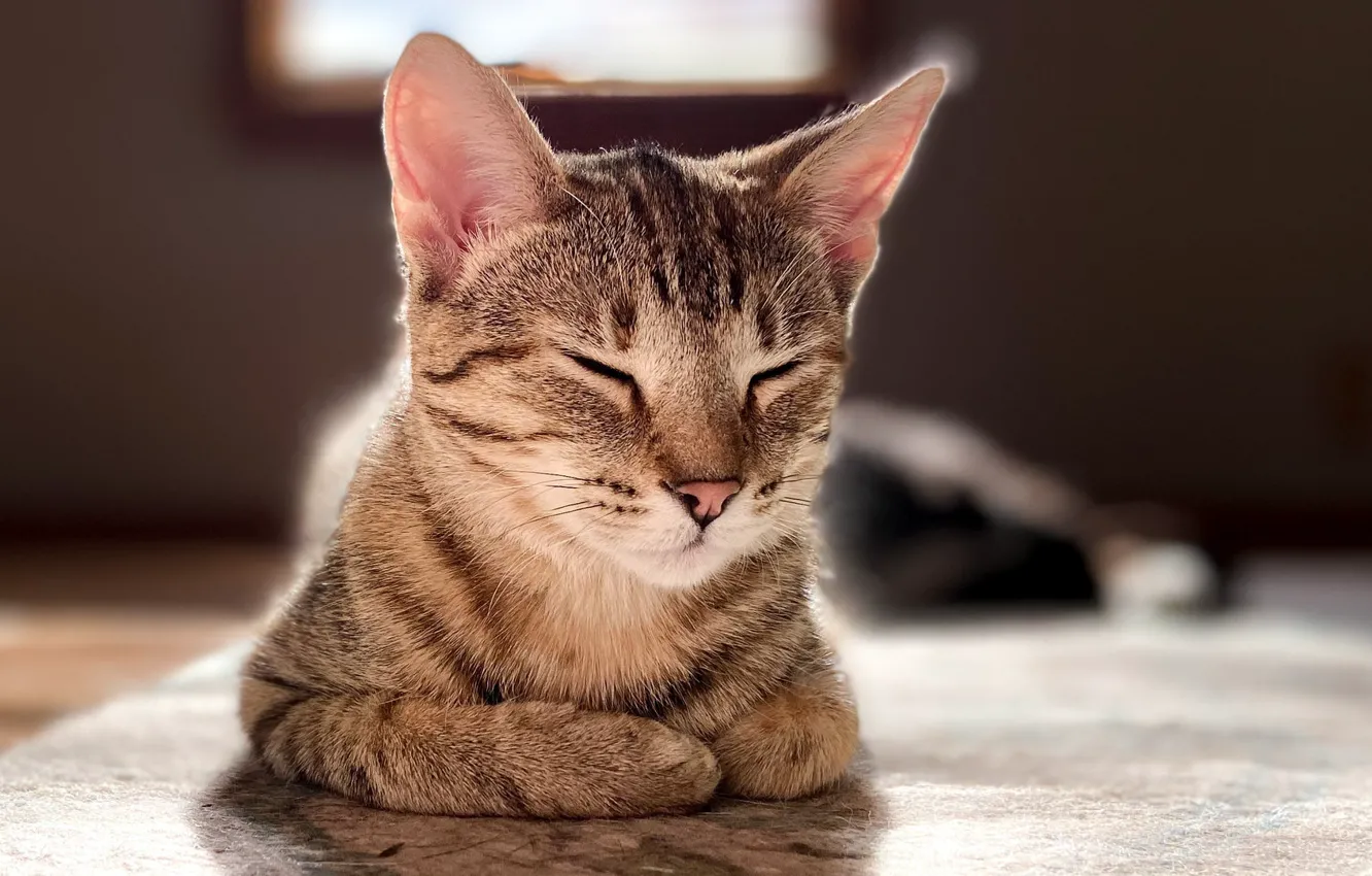 Фото обои кошка, морда, поза