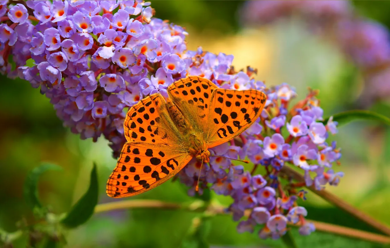 Фото обои Макро, Бабочка, Цветочки, Flowers, Macro, Butterfly