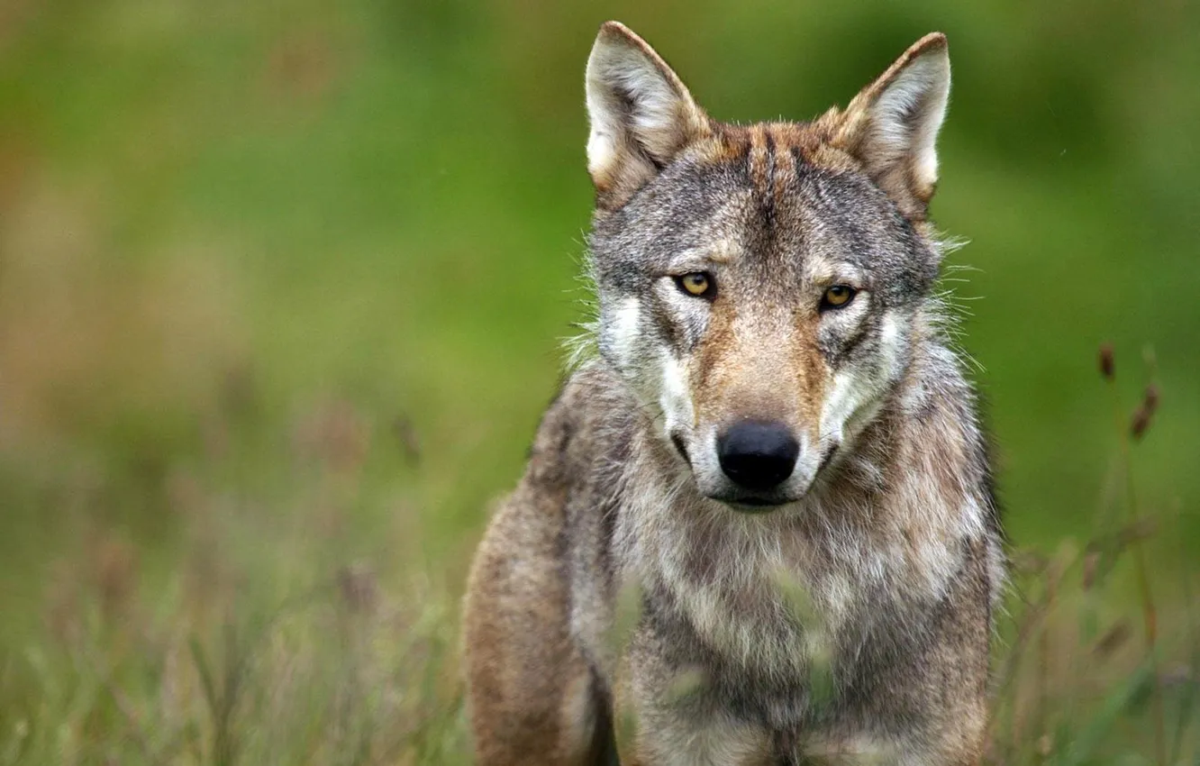 Фото обои nature, predator, animal, wolf, wildlife, portrait, portrait., Canis lupus. face