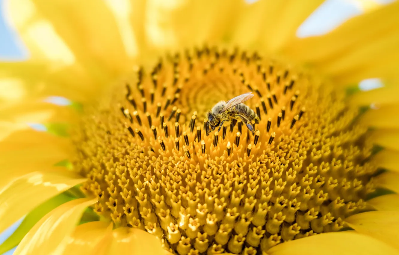 Фото обои цветок, макро, желтый, пчела, подсолнух, лепестки