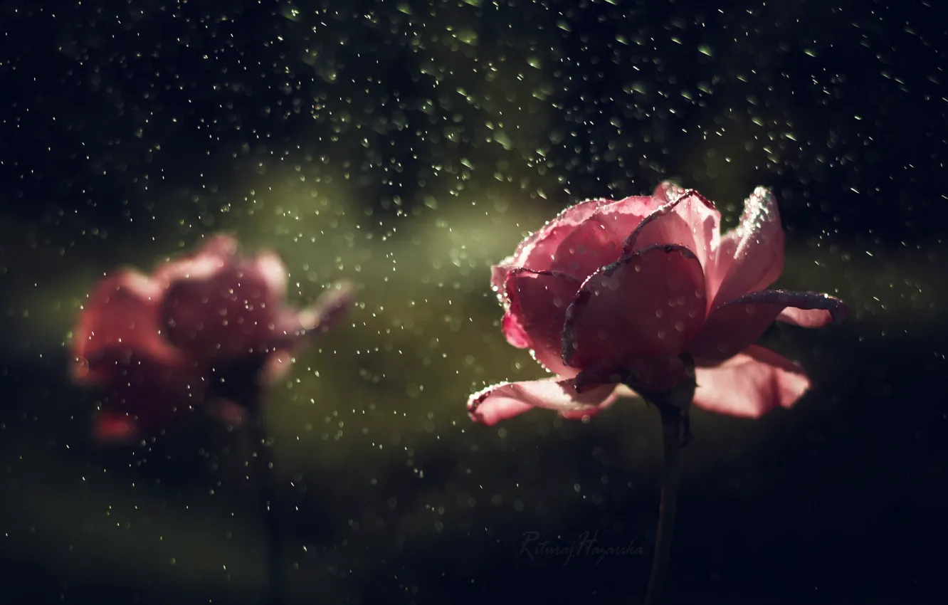 Фото обои капли, цветы, дождь, розы
