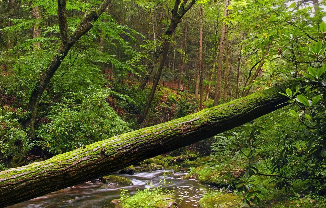 Фото обои Вода, Дерево, Лес, Листва