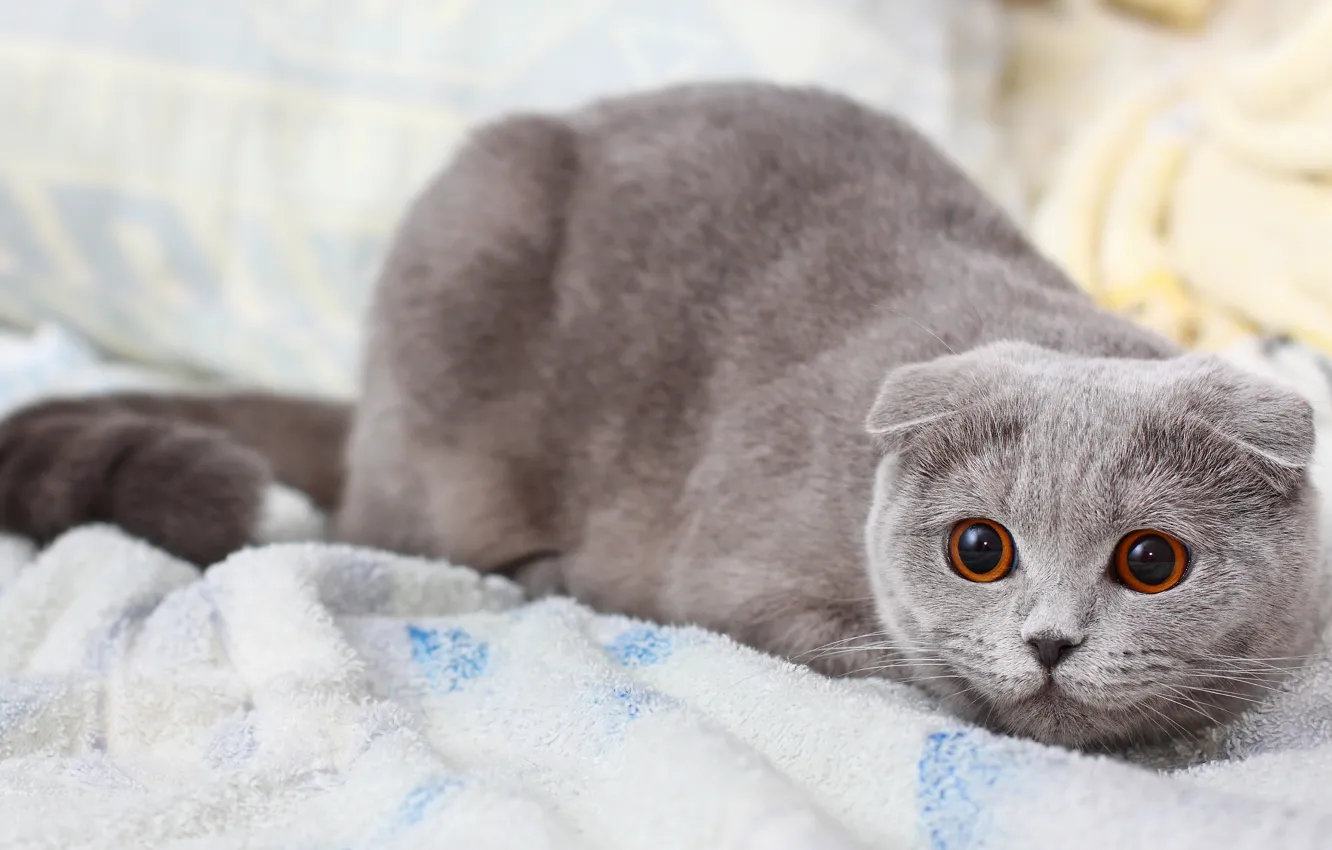 Фото обои кошка, кот, серый, кошак, киска, котэ, шотладская вислоухая