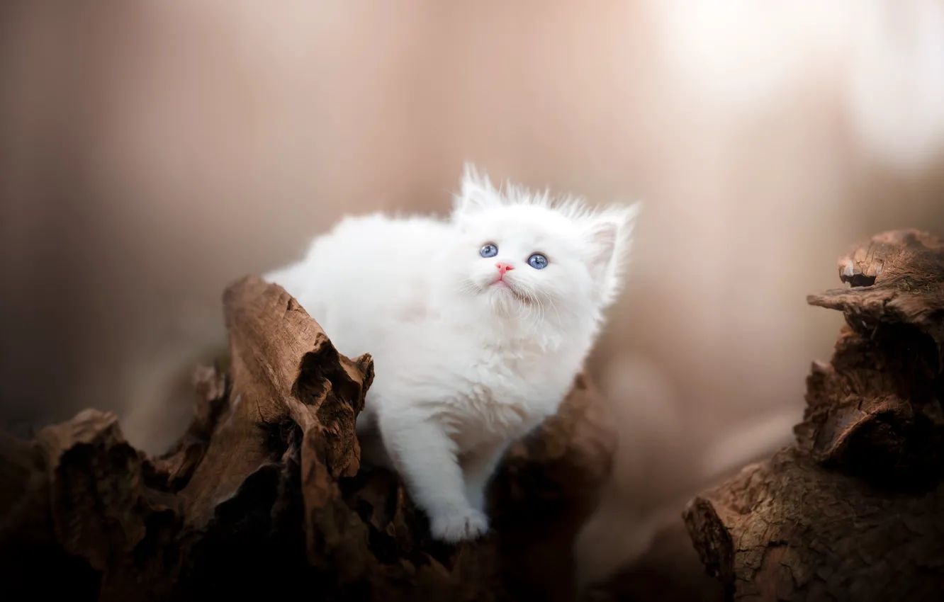 Фото обои кошка, белый, природа, котенок, фон, пень, мордашка, боке