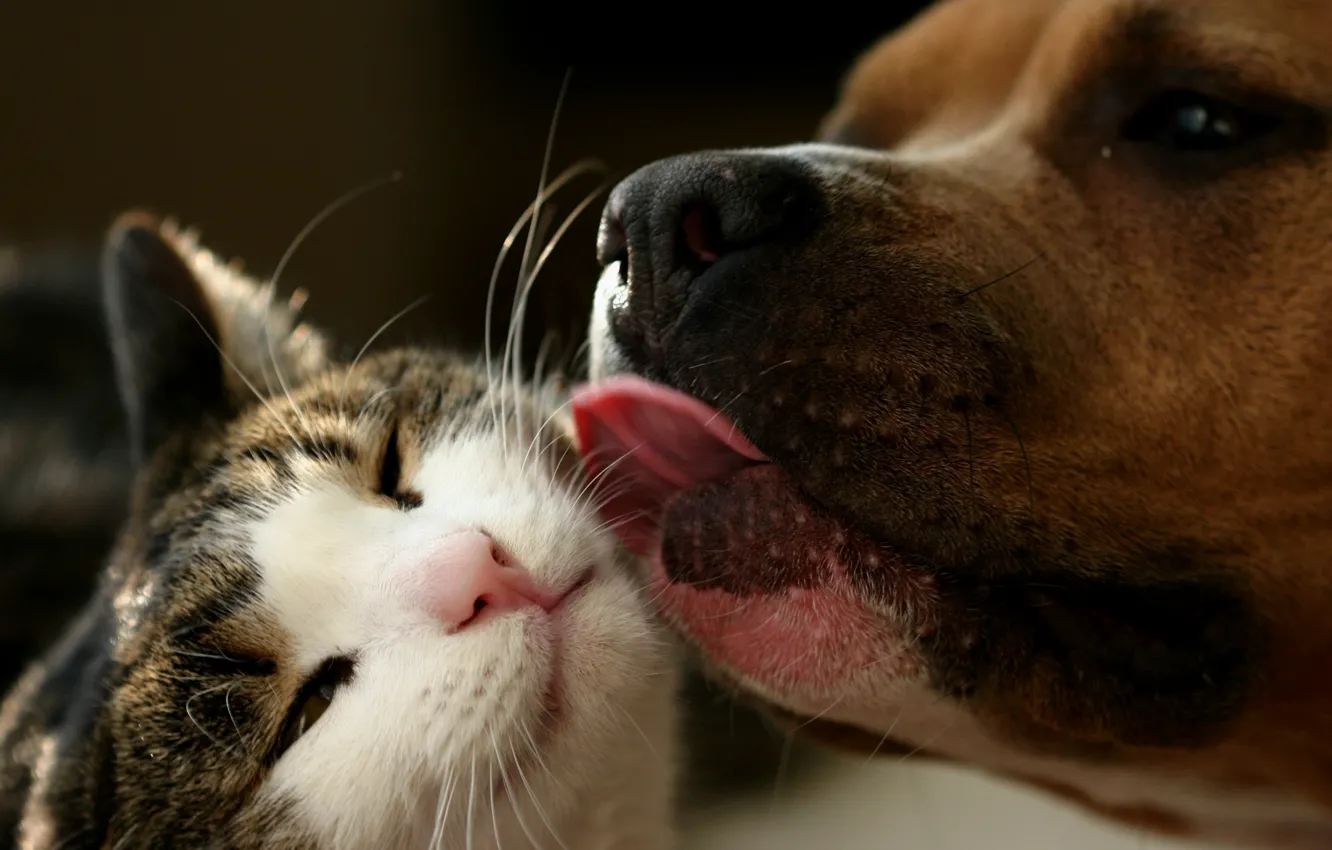 Фото обои кот, собака, дружба, умывание
