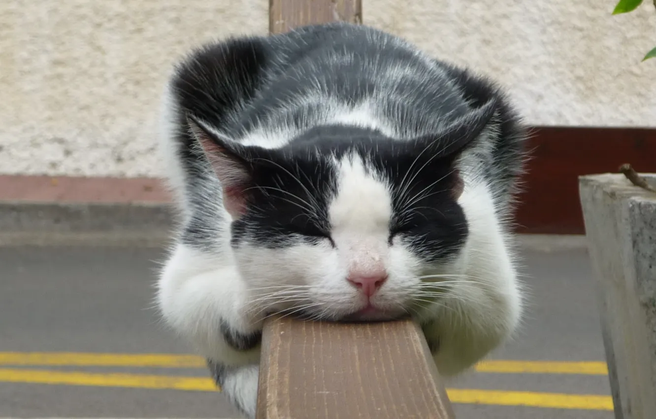 Фото обои кот, отдых, забор, сон