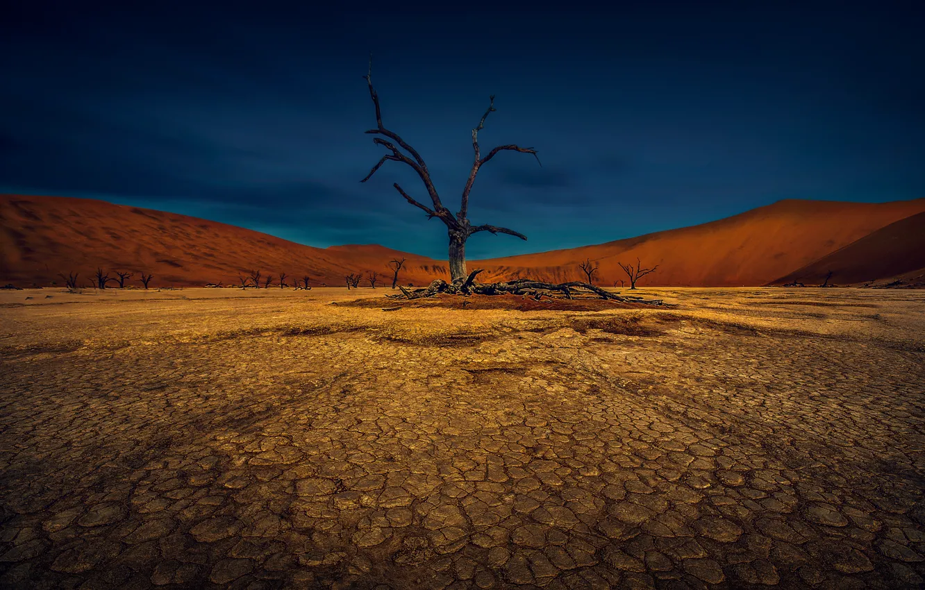 Фото обои небо, трещины, дерево, земля, пустыня, засуха