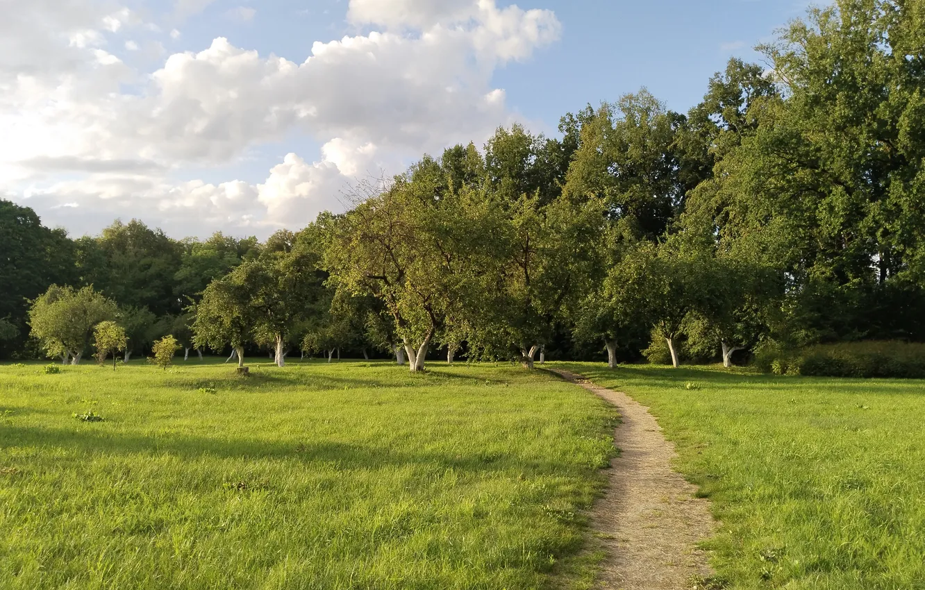 Фото обои небо, трава, облака, деревья, природа, парк, вечер, grass