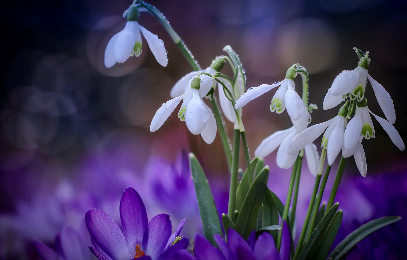 Фото обои весна, подснежники, крокусы