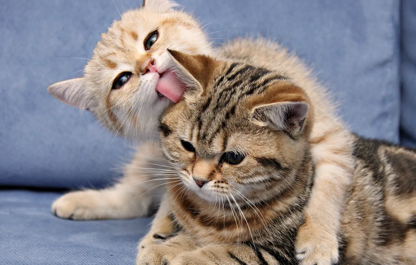 Фото обои язык, кошка, котенок, ласка, Полосатая