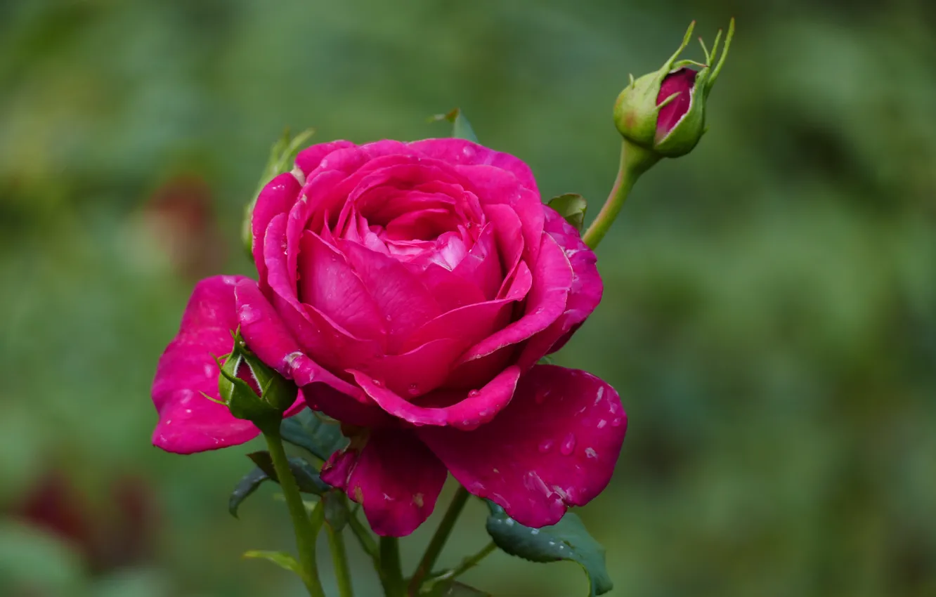 Фото обои цветок, роза, лепестки, бутоны роз