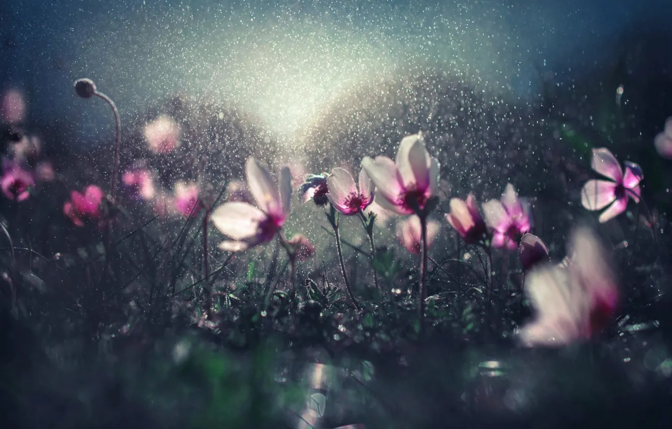 Фото обои капли, цветы, блики, дождь, боке, полив