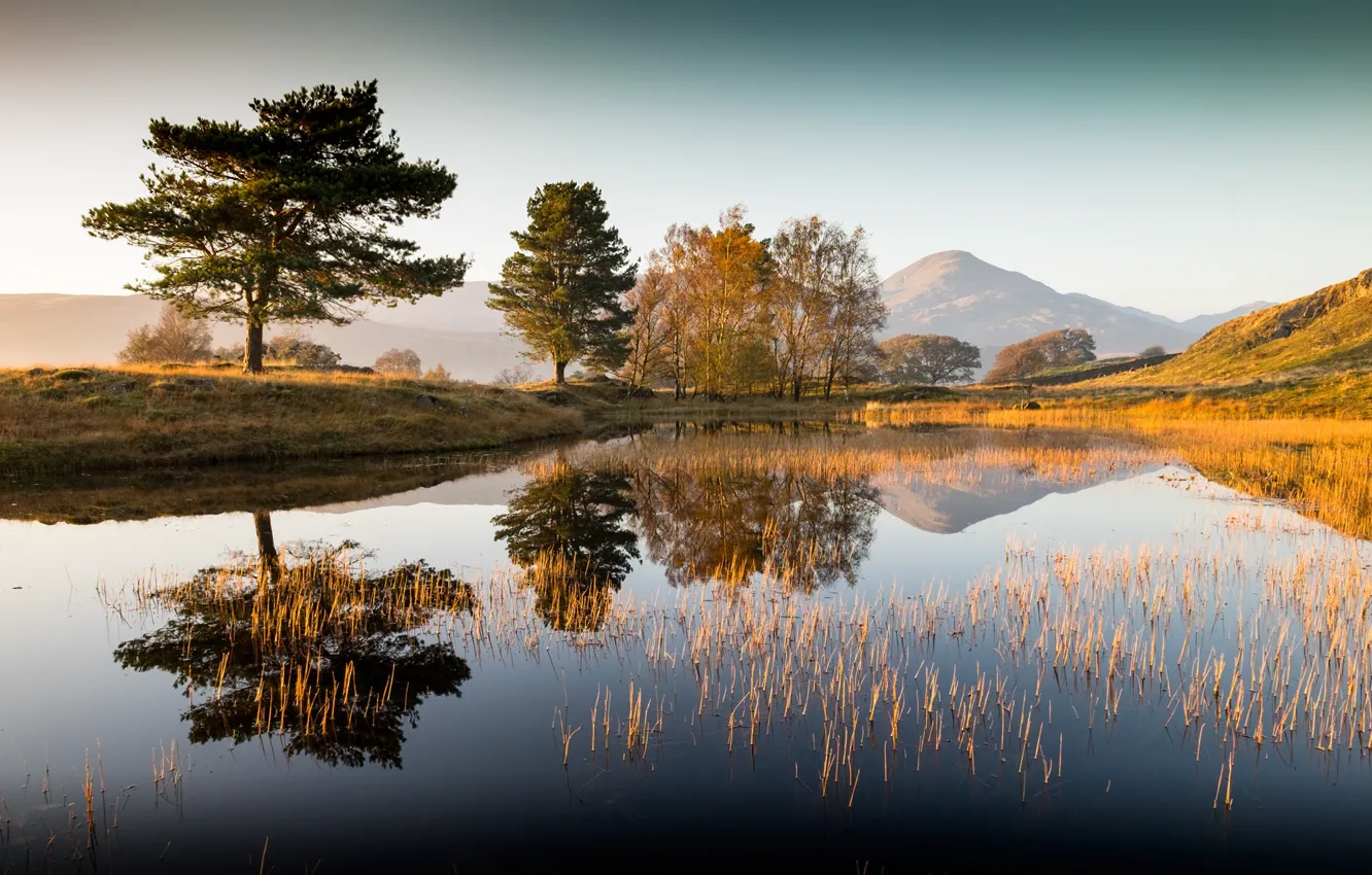 Фото обои деревья, озеро, утро