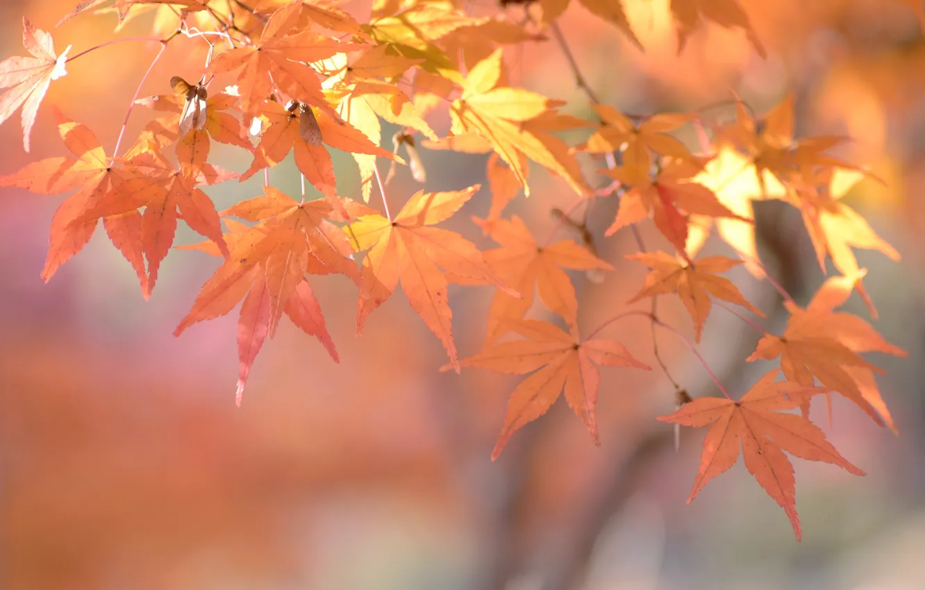 Фото обои осень, листья, макро, ветка, клен