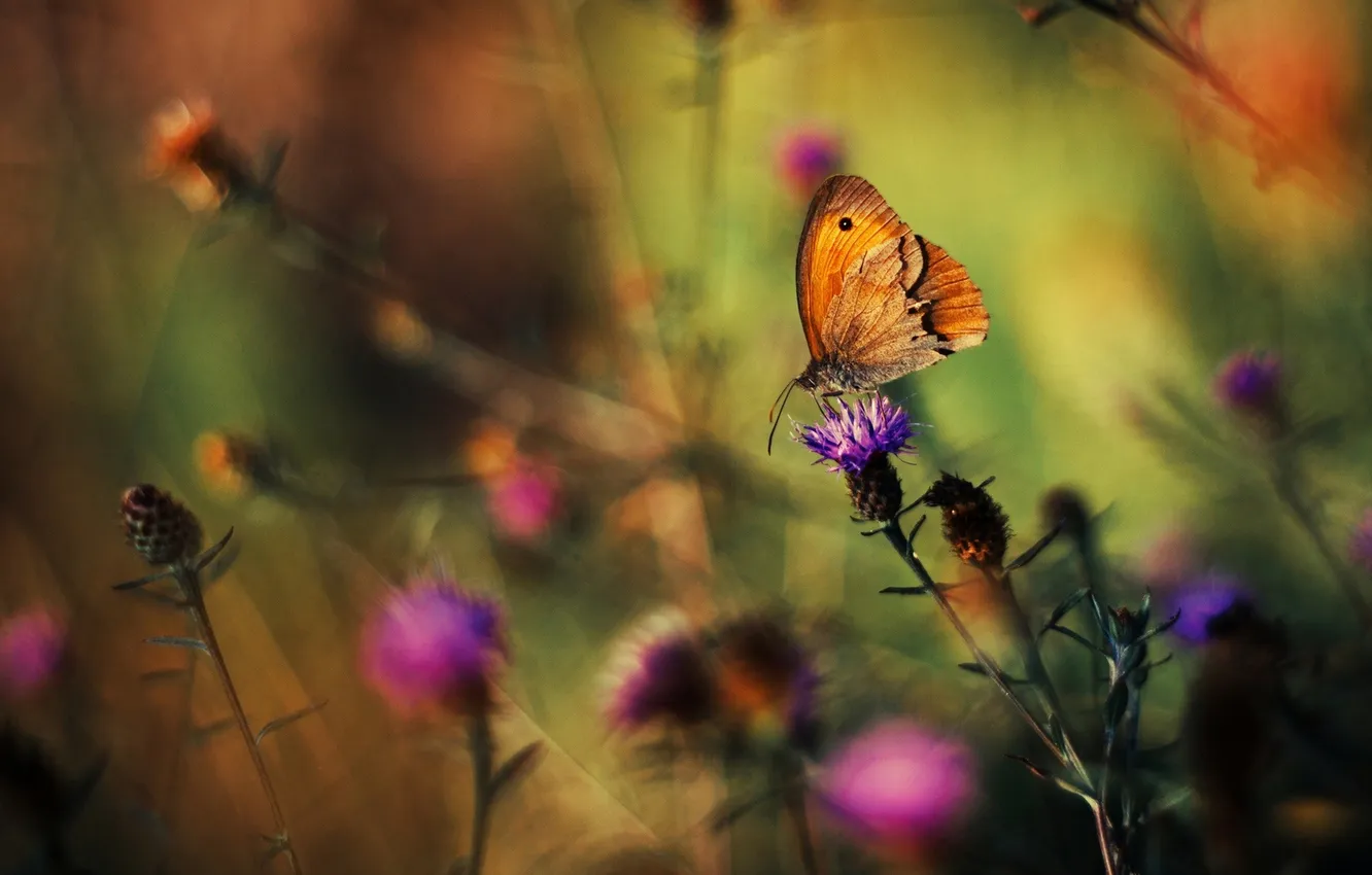 Фото обои цветок, макро, бабочка, чертополох