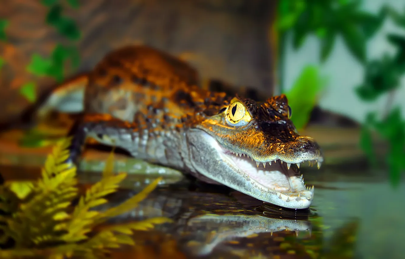 Фото обои вода, хищник, крокодил