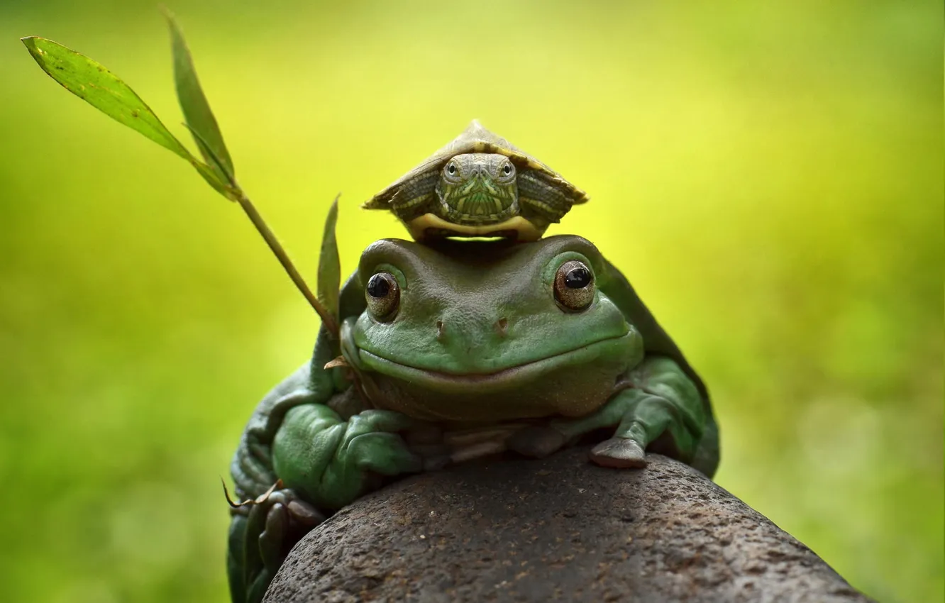 Фото обои макро, камень, черепаха, жаба