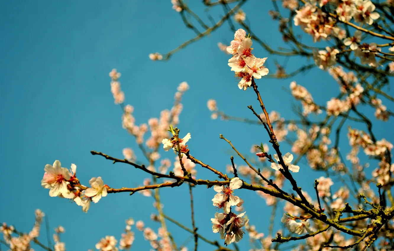 Фото обои небо, цветы, ветка, весна