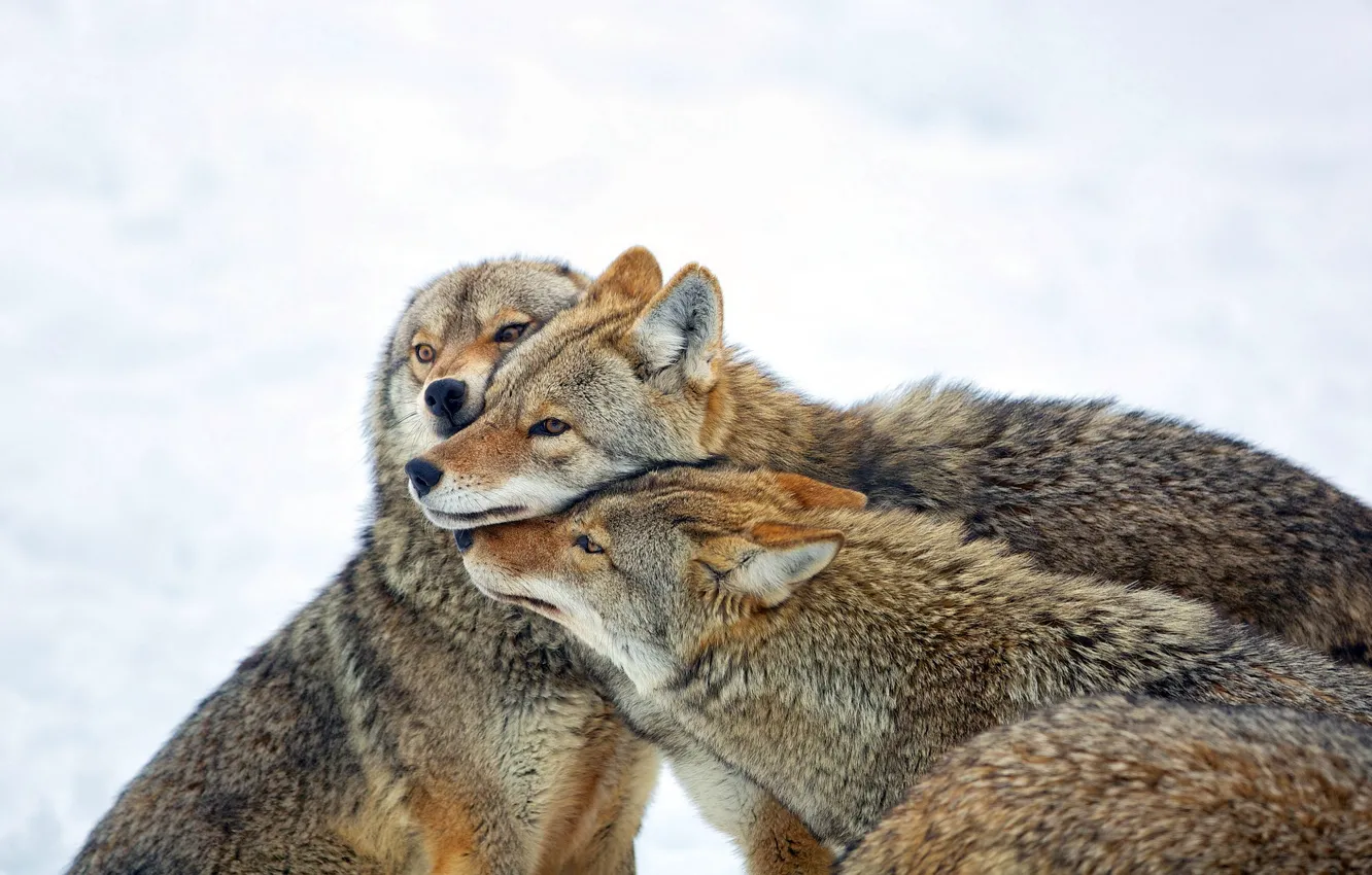 Фото обои природа, фон, Coyote