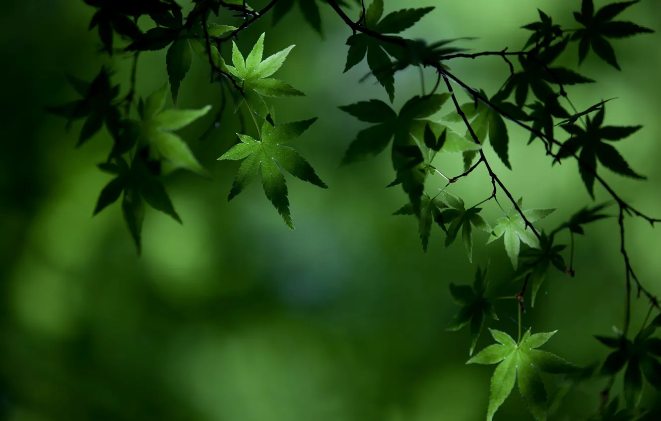 Фото обои зелень, листья, green, stillness