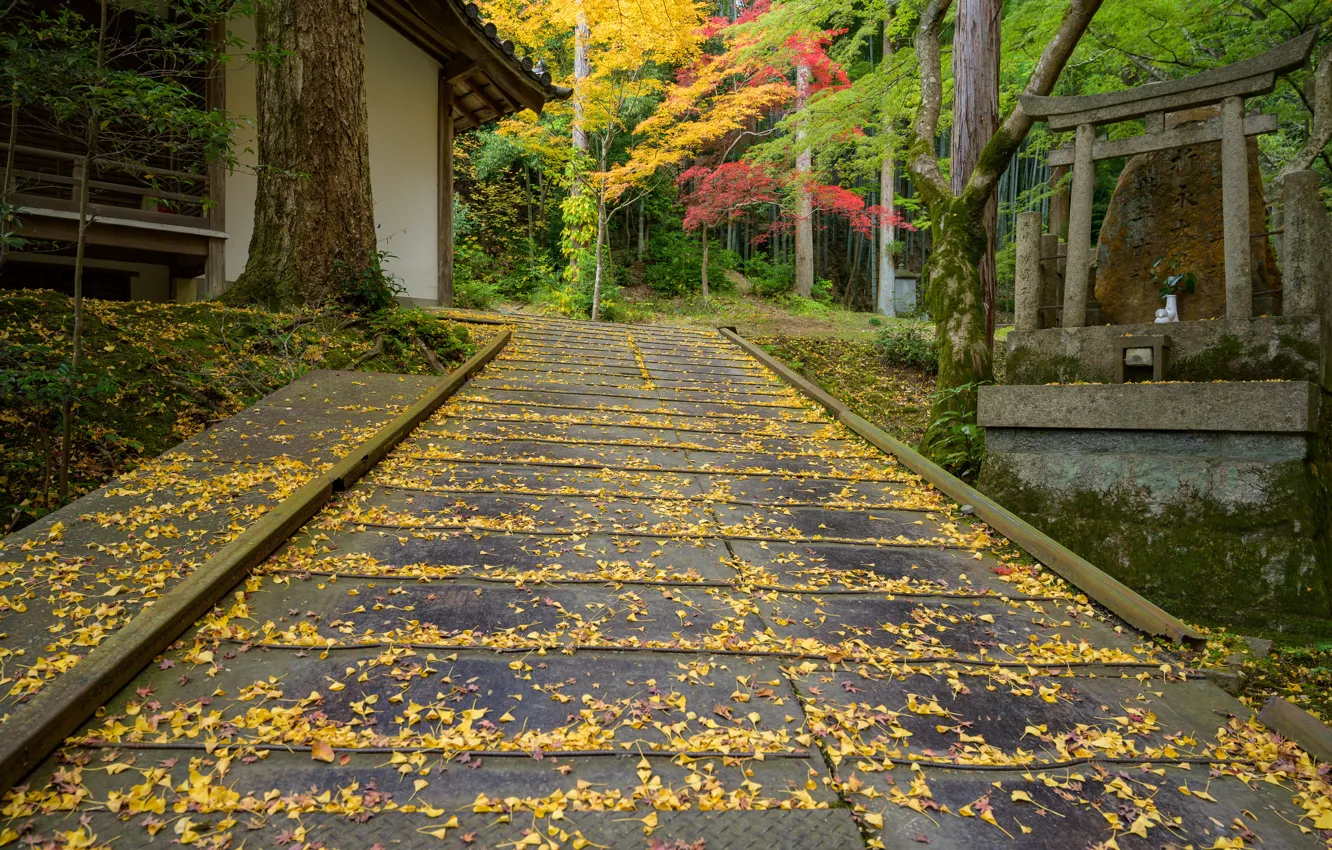 Фото обои Природа, Дорога, Осень, Япония, Листья, Храм