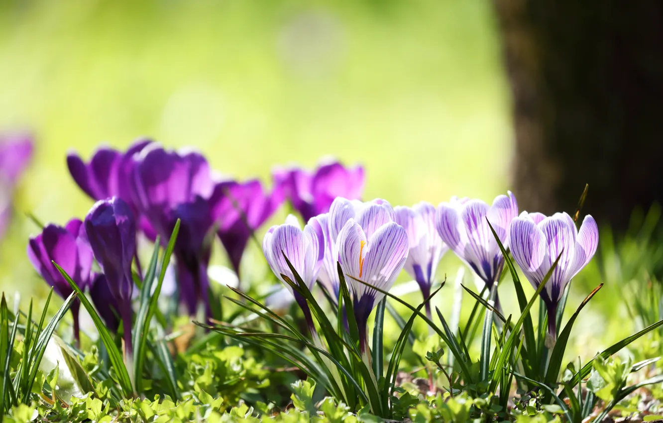 Фото обои поляна, весна, фиолетовые, крокусы, сиреневые