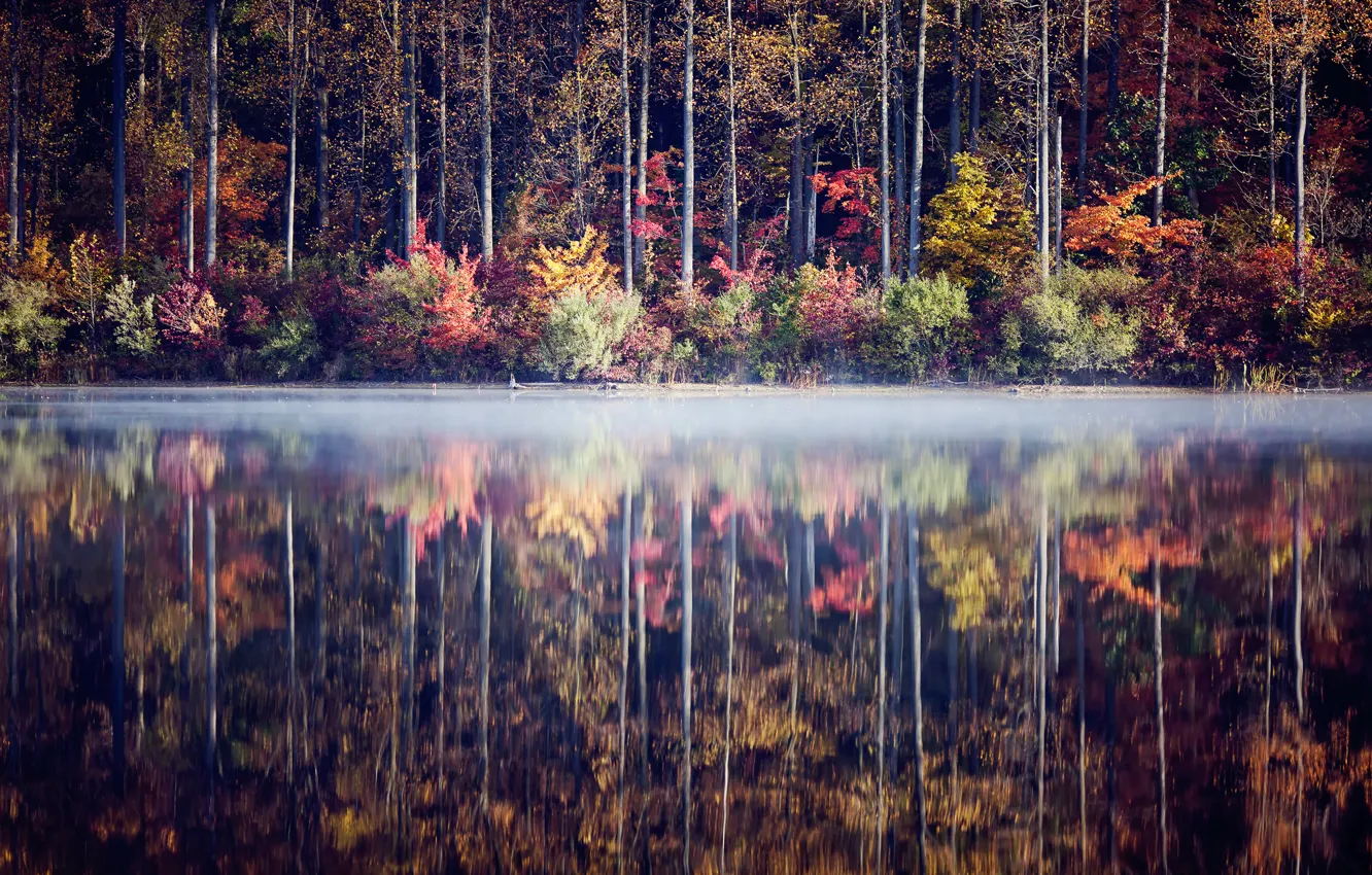 Фото обои осень, лес, деревья, озеро, отражение, кусты