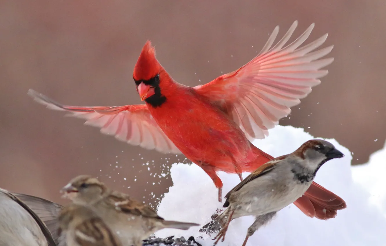 Фото обои зима, птицы, крылья, воробей, кардинал
